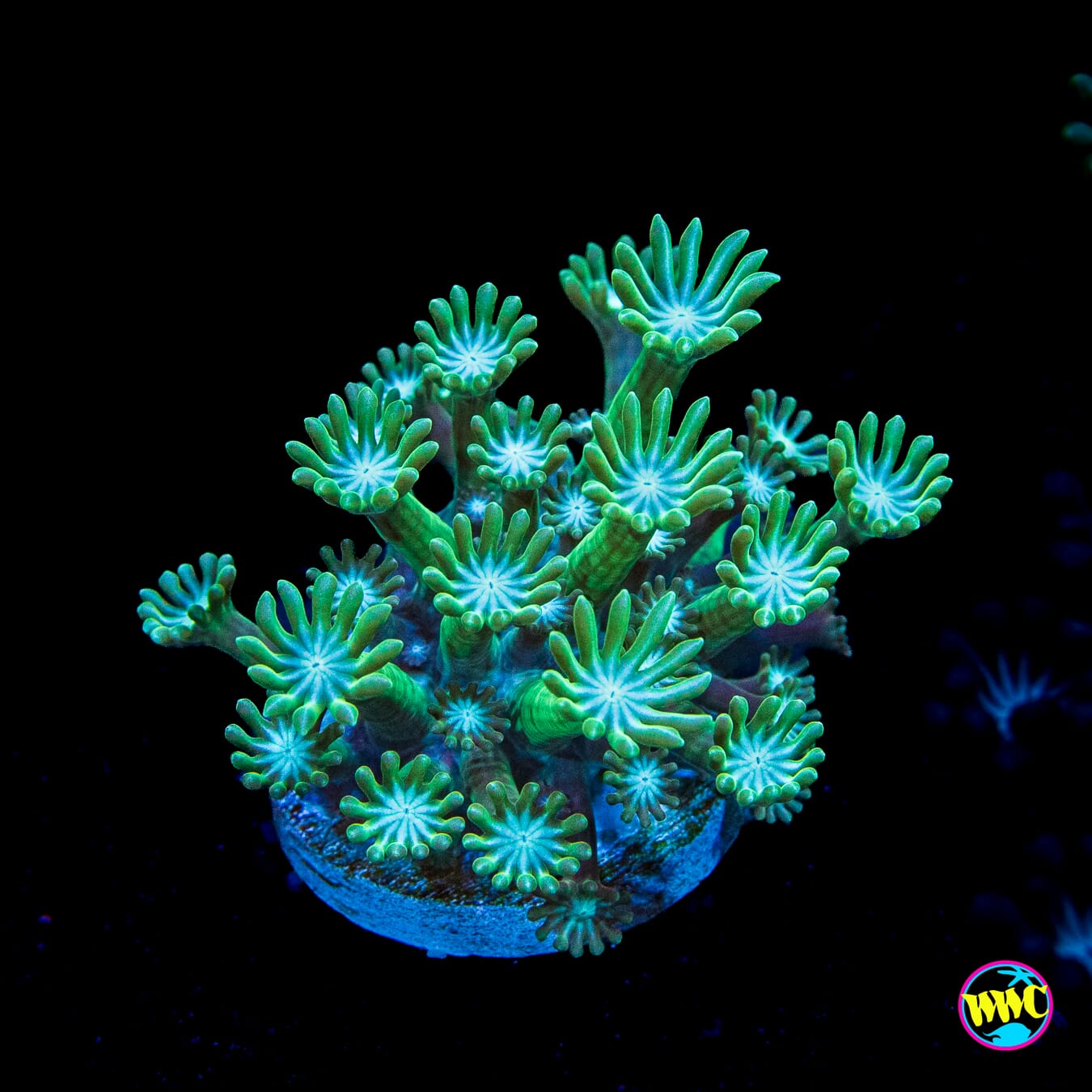 Sandstorm Alveopora