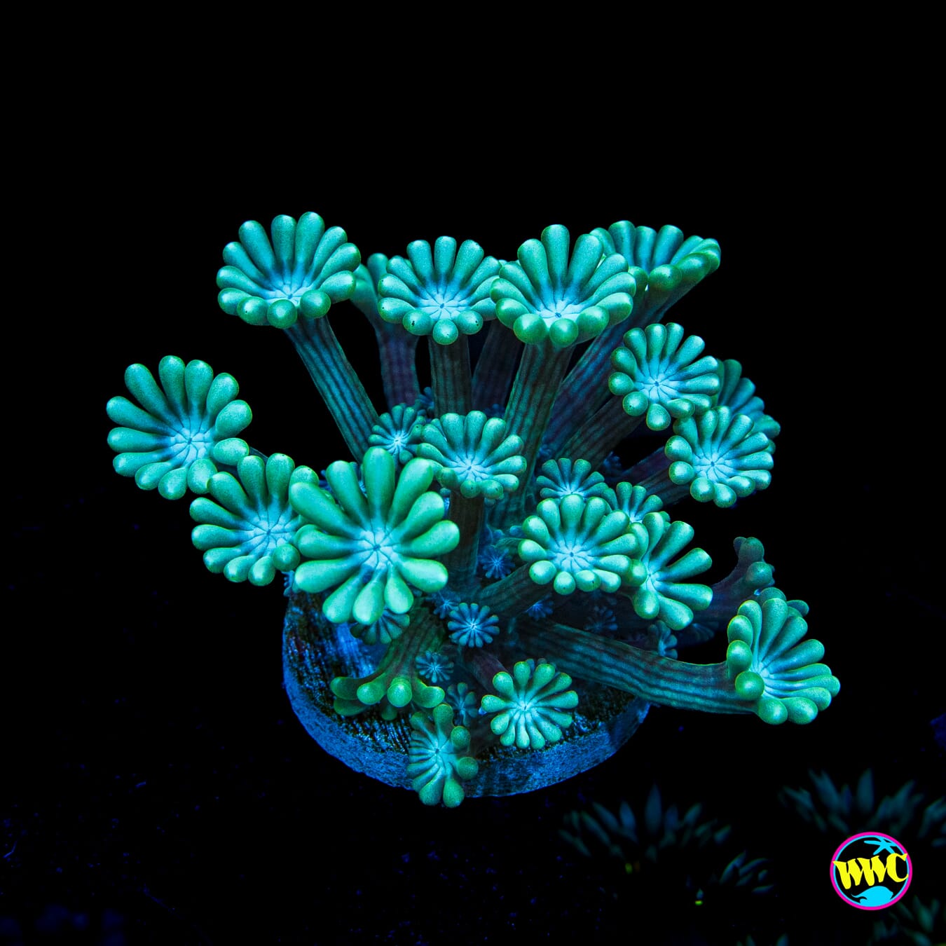 Spearmint Alveopora