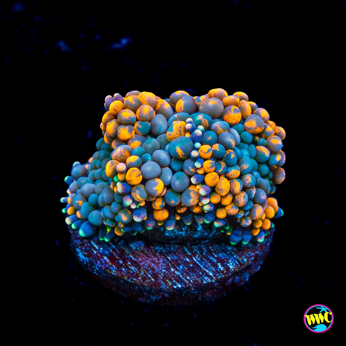 Citrus Grove Ricordea Mushroom