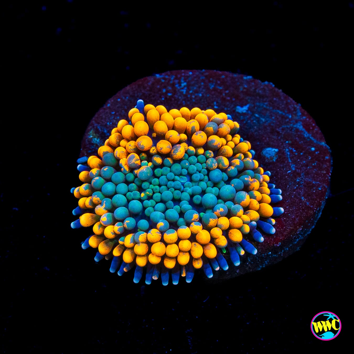 Serendipity Ricordea Mushroom