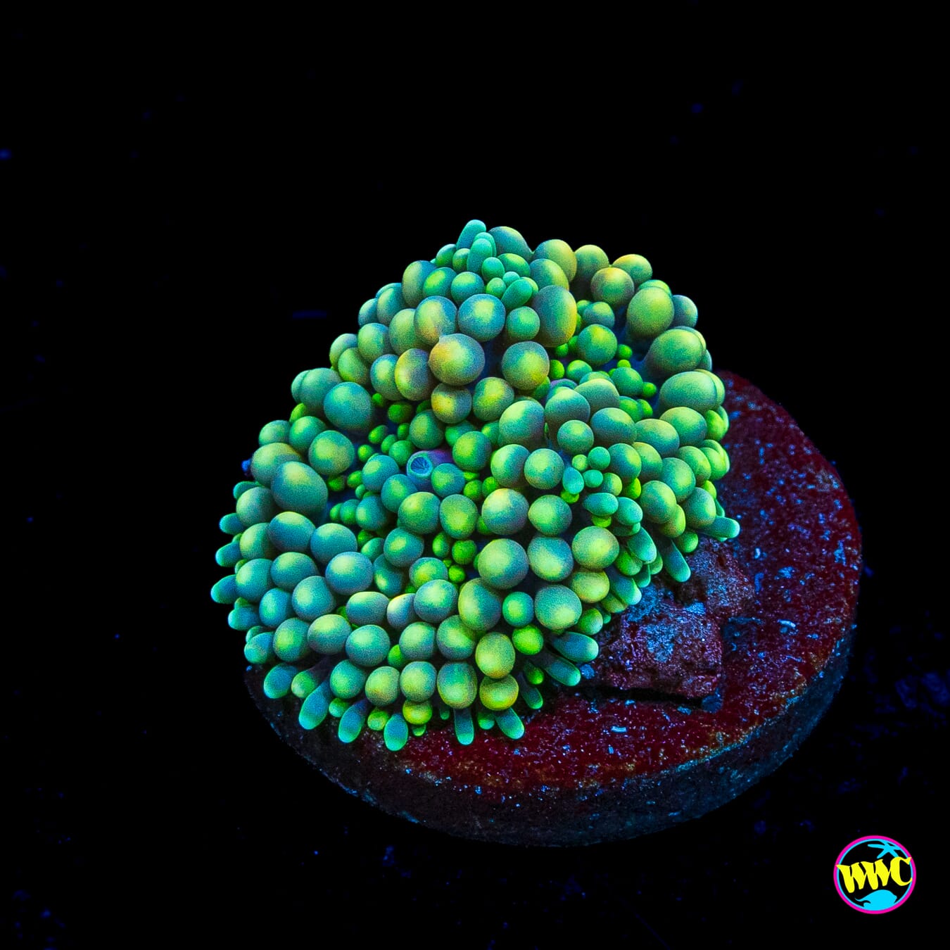 Pucker Up Ricordea Mushroom