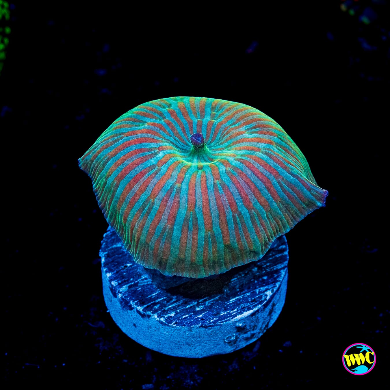 Red Zebra Disco Mushroom