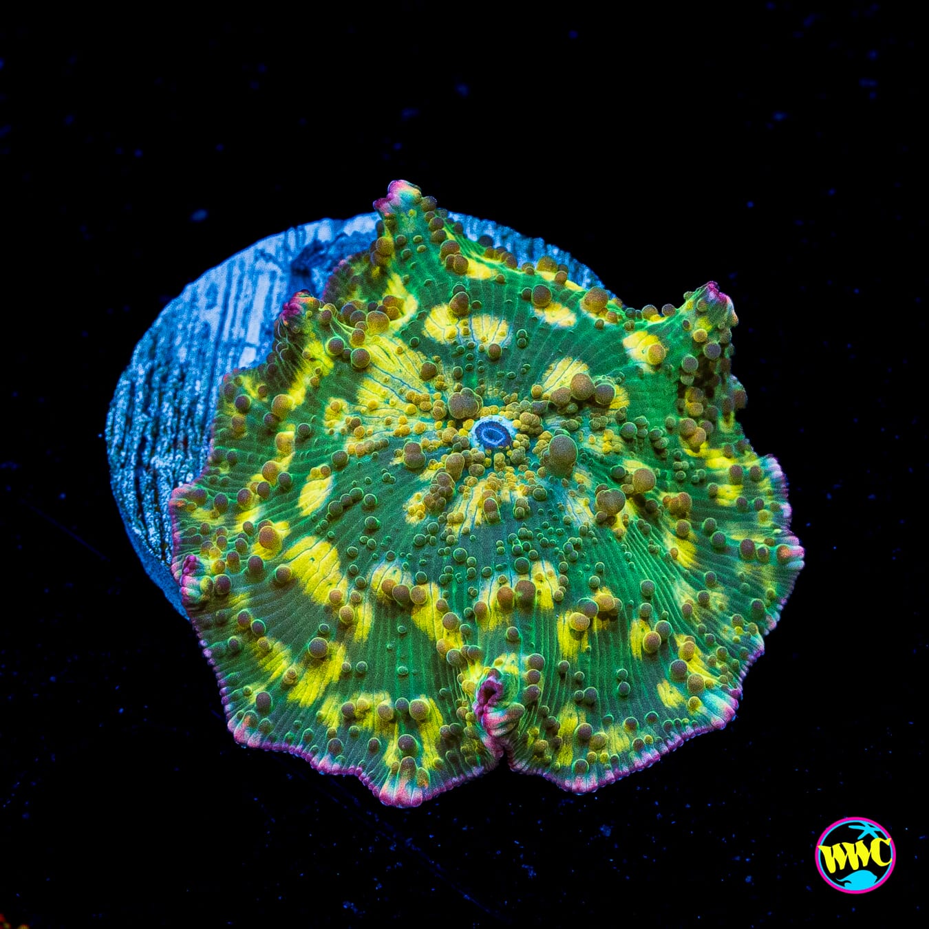 Spotted Iguana Disco Mushroom