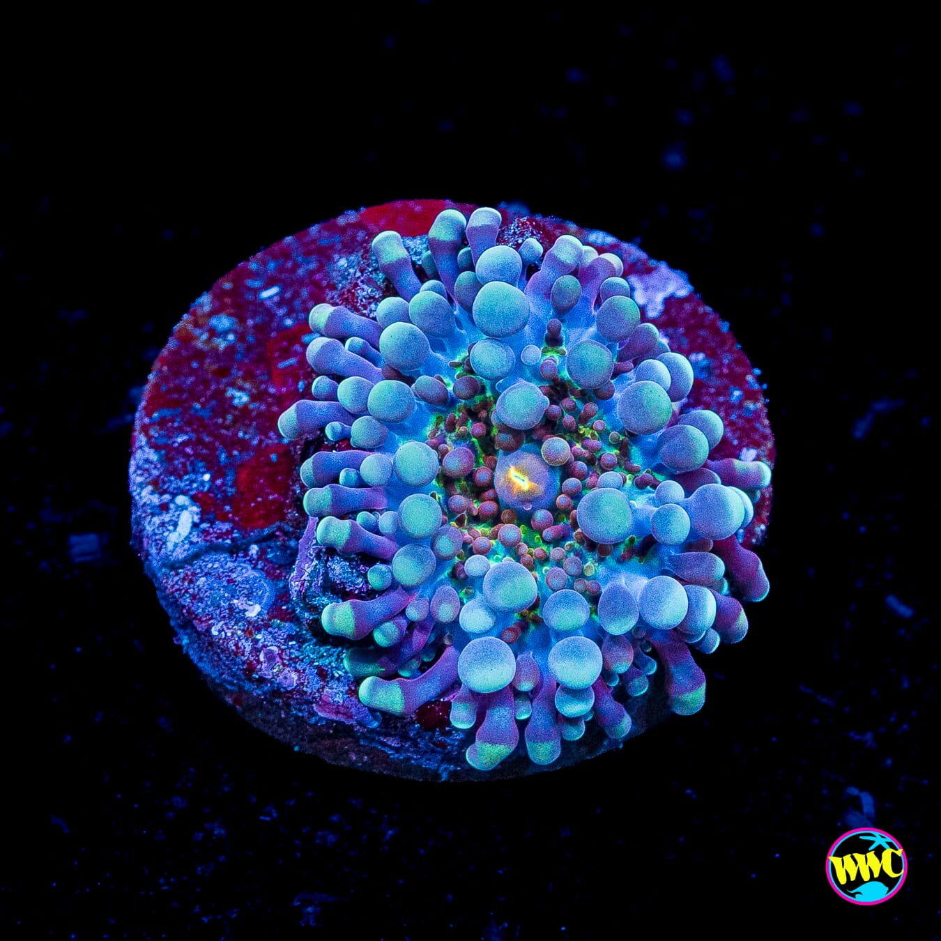 Frosted Nurple Yuma Mushroom