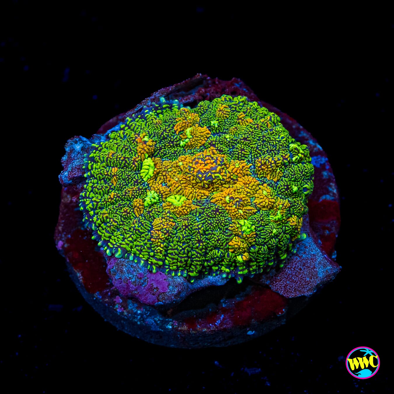 Orange Grove Rhodactis Mushroom