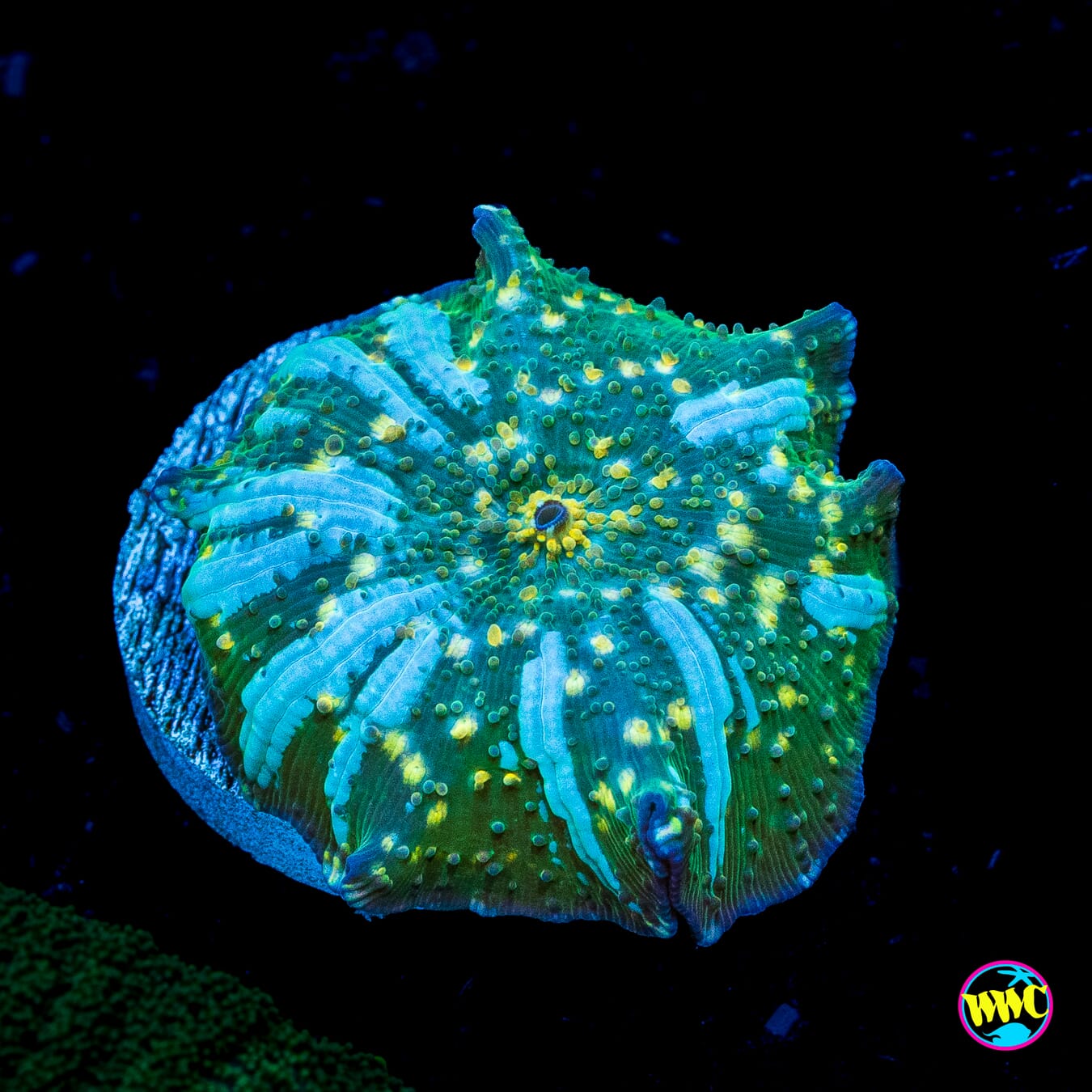 Interstellar Iguana Disco Mushroom