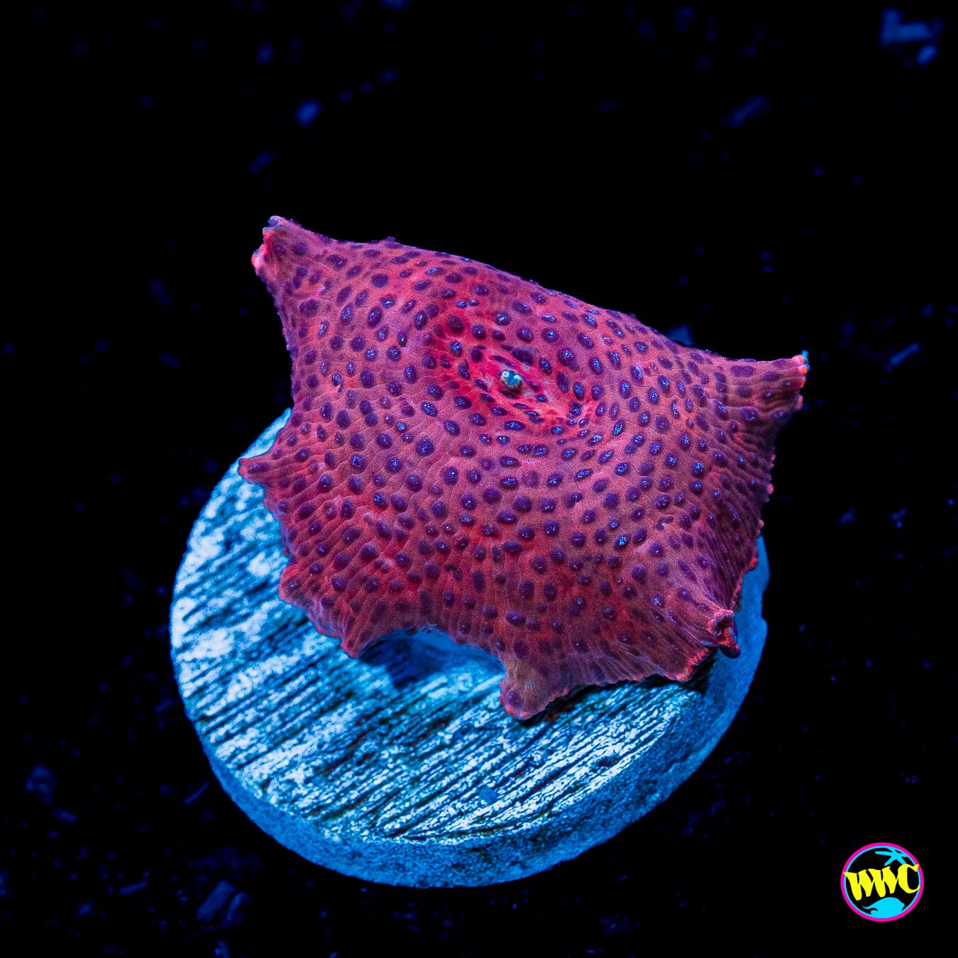 Devil Eye Disco Mushroom