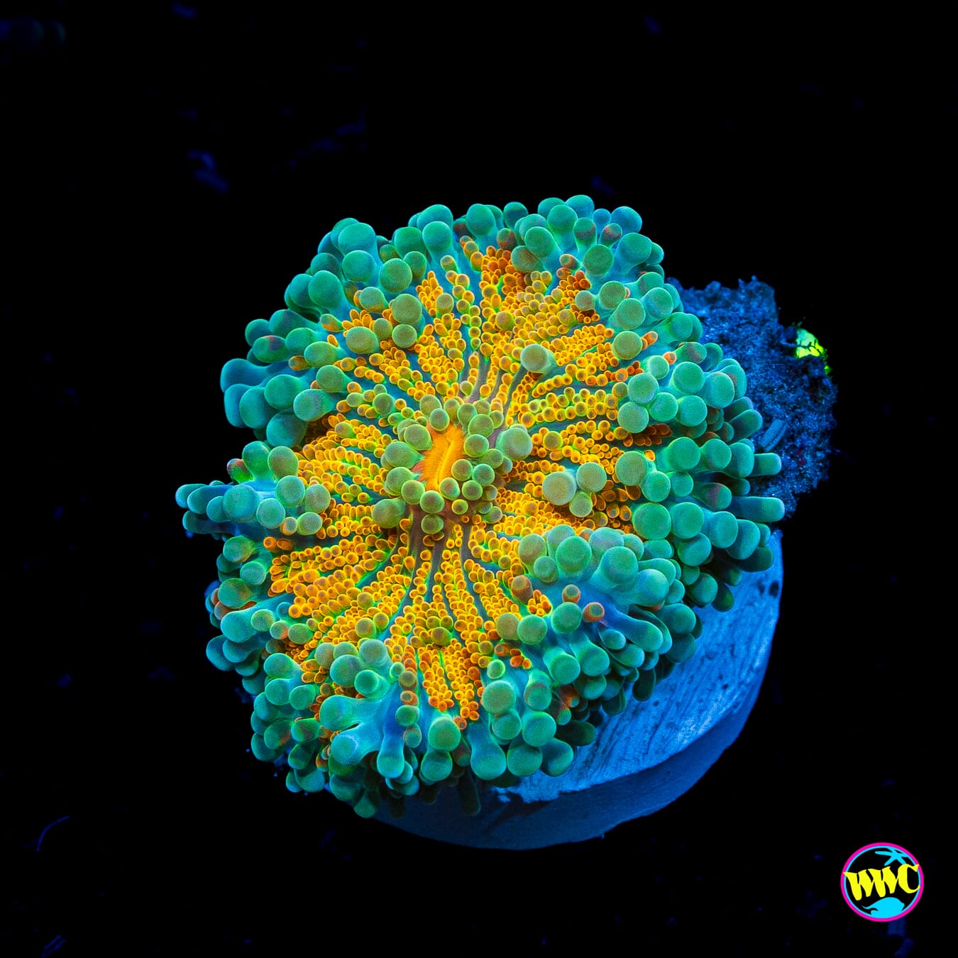 Tropical Sunrise Yuma Mushroom