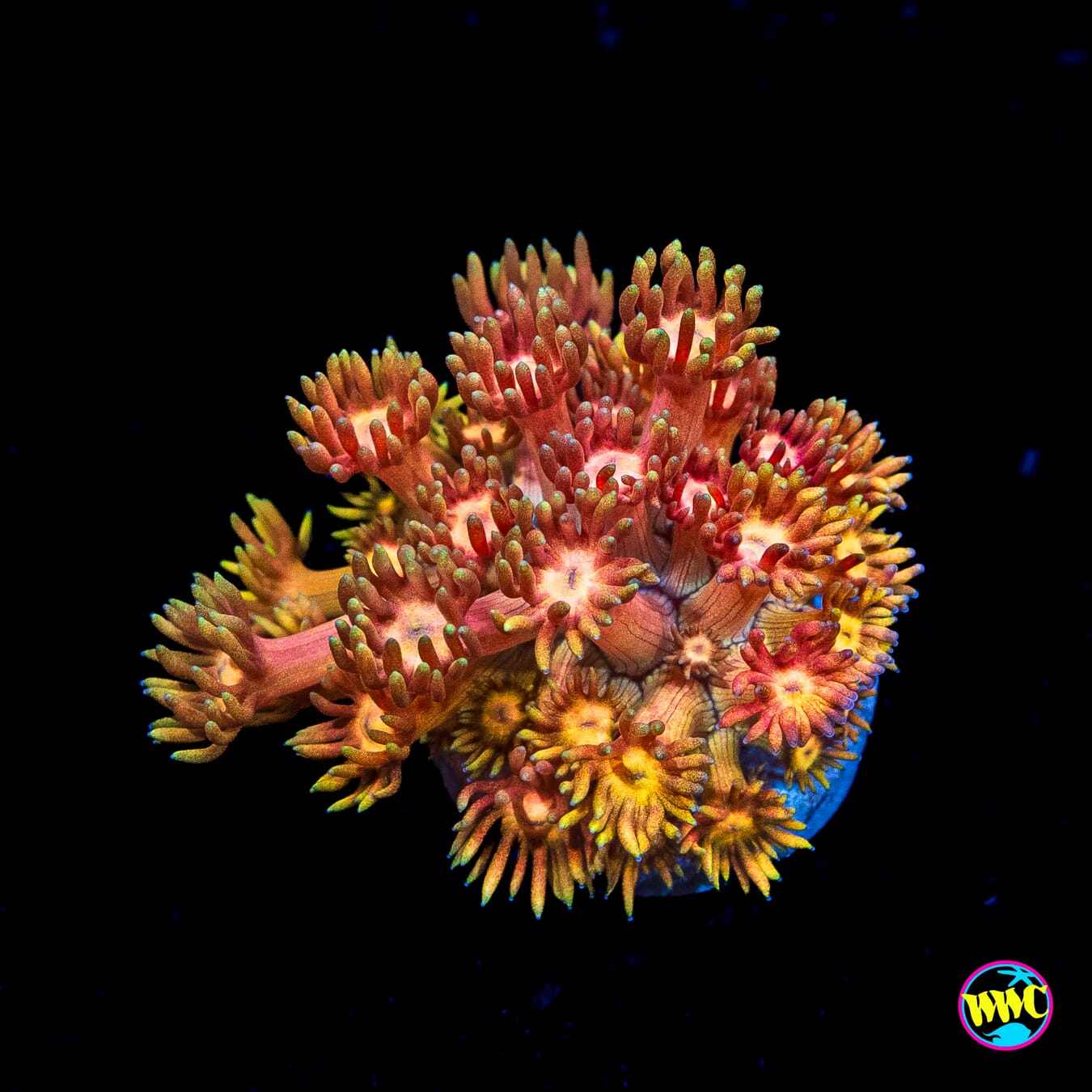 Pink Lemonade Goniopora