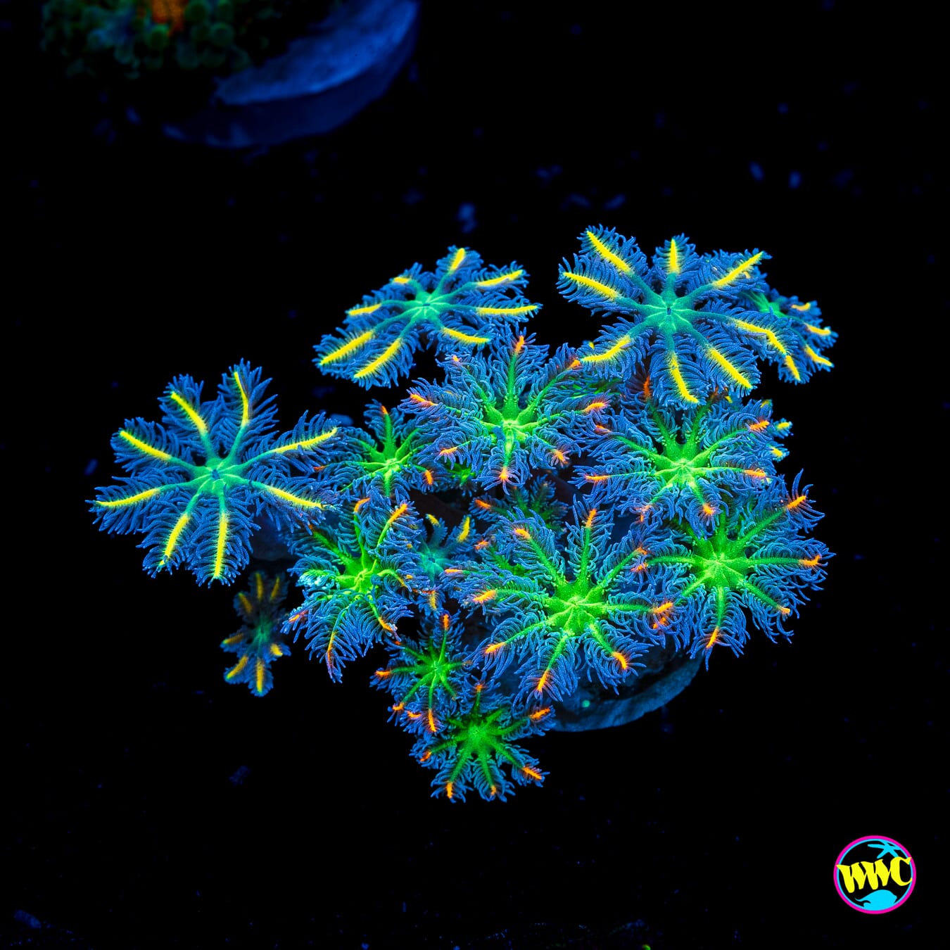 WWC Fireworks and Lemon Tipped Combo Clove Polyps