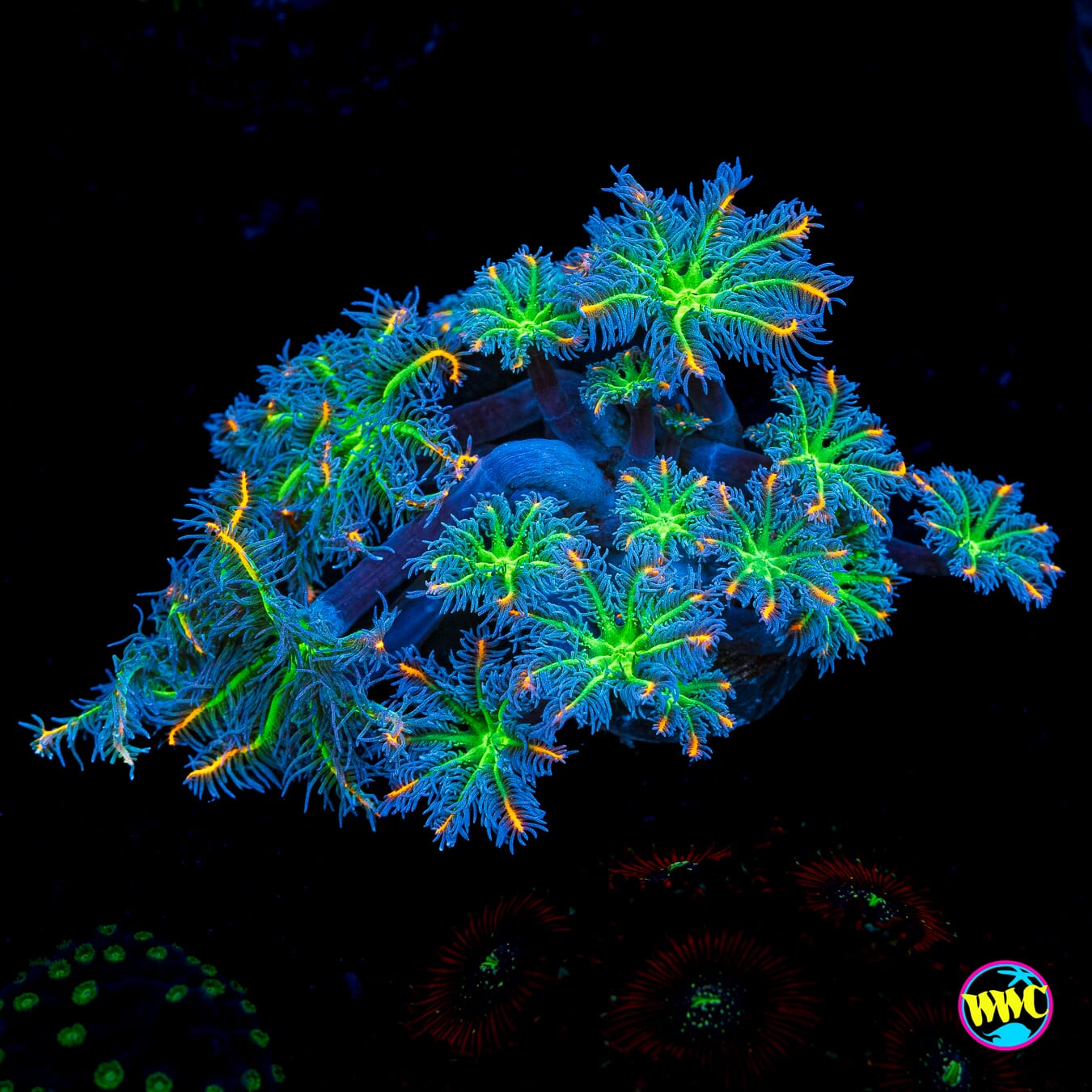 WWC Fireworks Clove Polyps