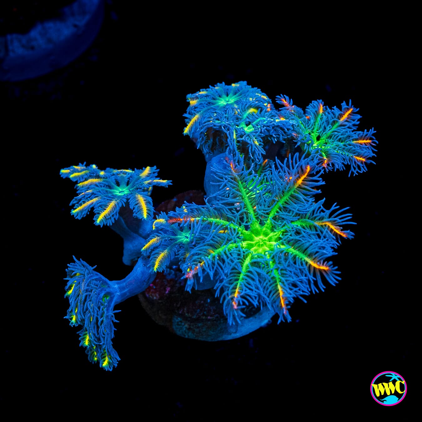 WWC Fireworks and Lemon Tipped Combo Clove Polyps