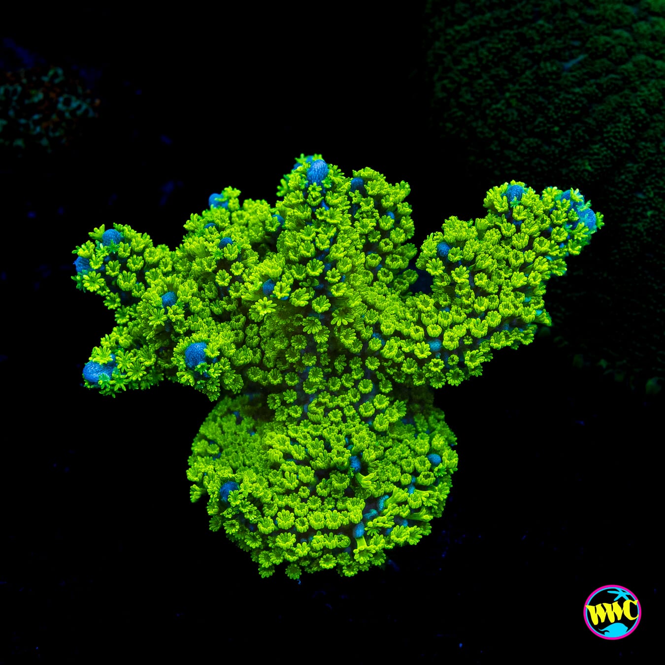 Tubbs Stellata Montipora