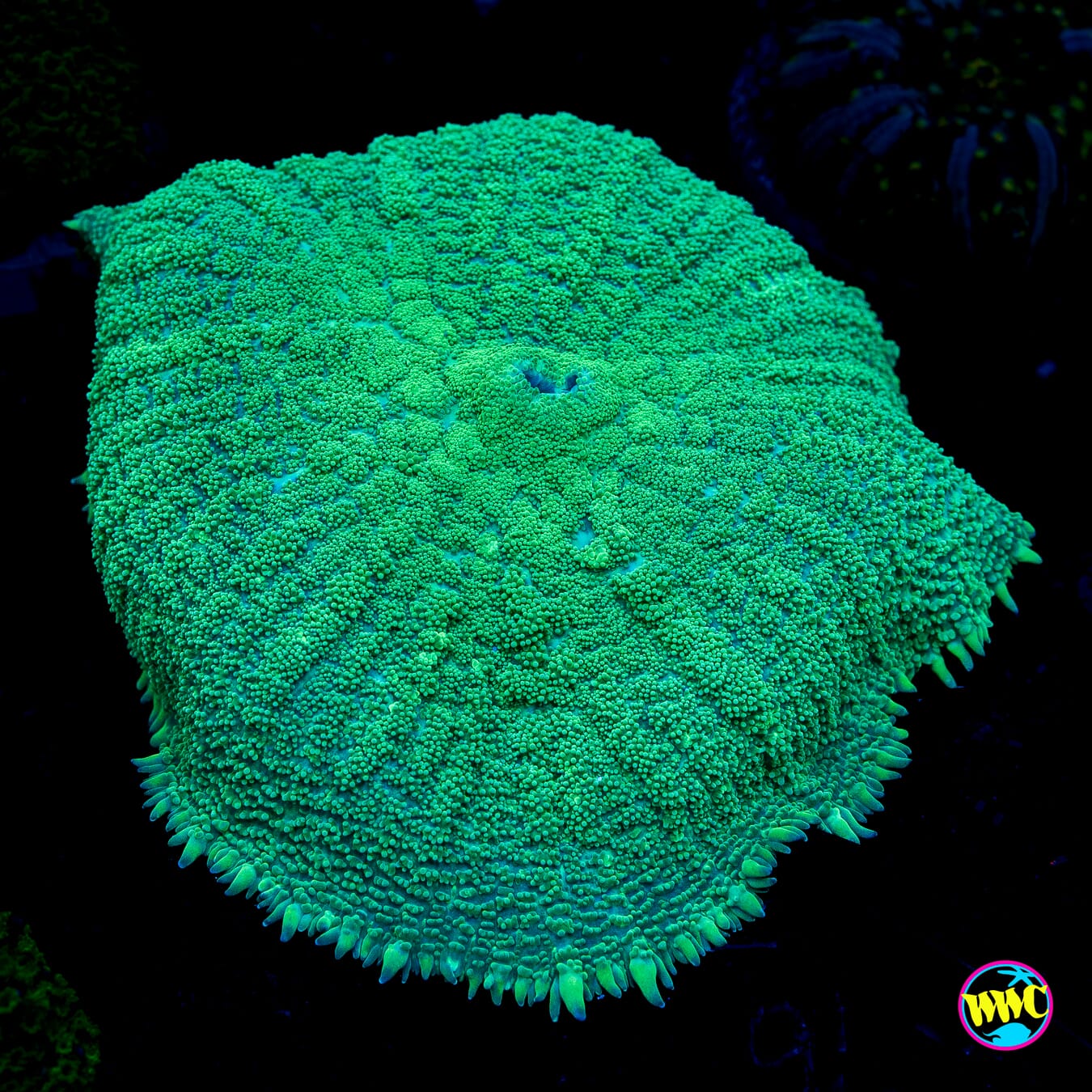 Fresh Cut Grass Disco Mushroom