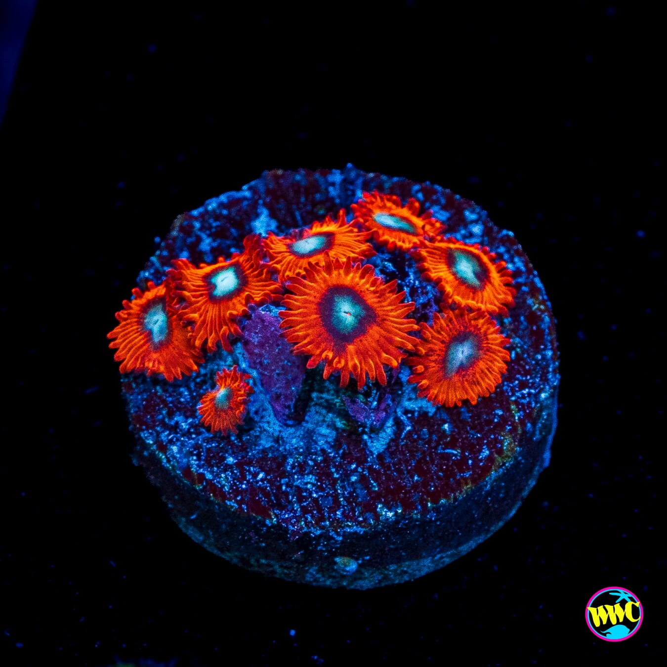 Charmanderz Zoanthids