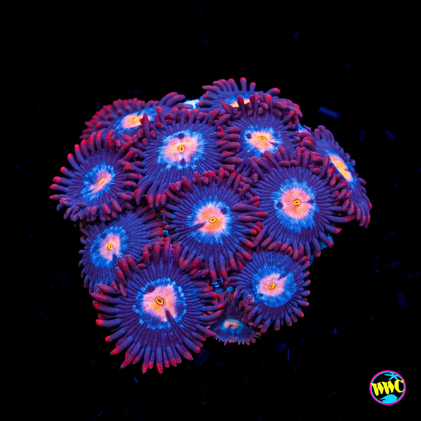 WWC Blue Steel Zoanthids