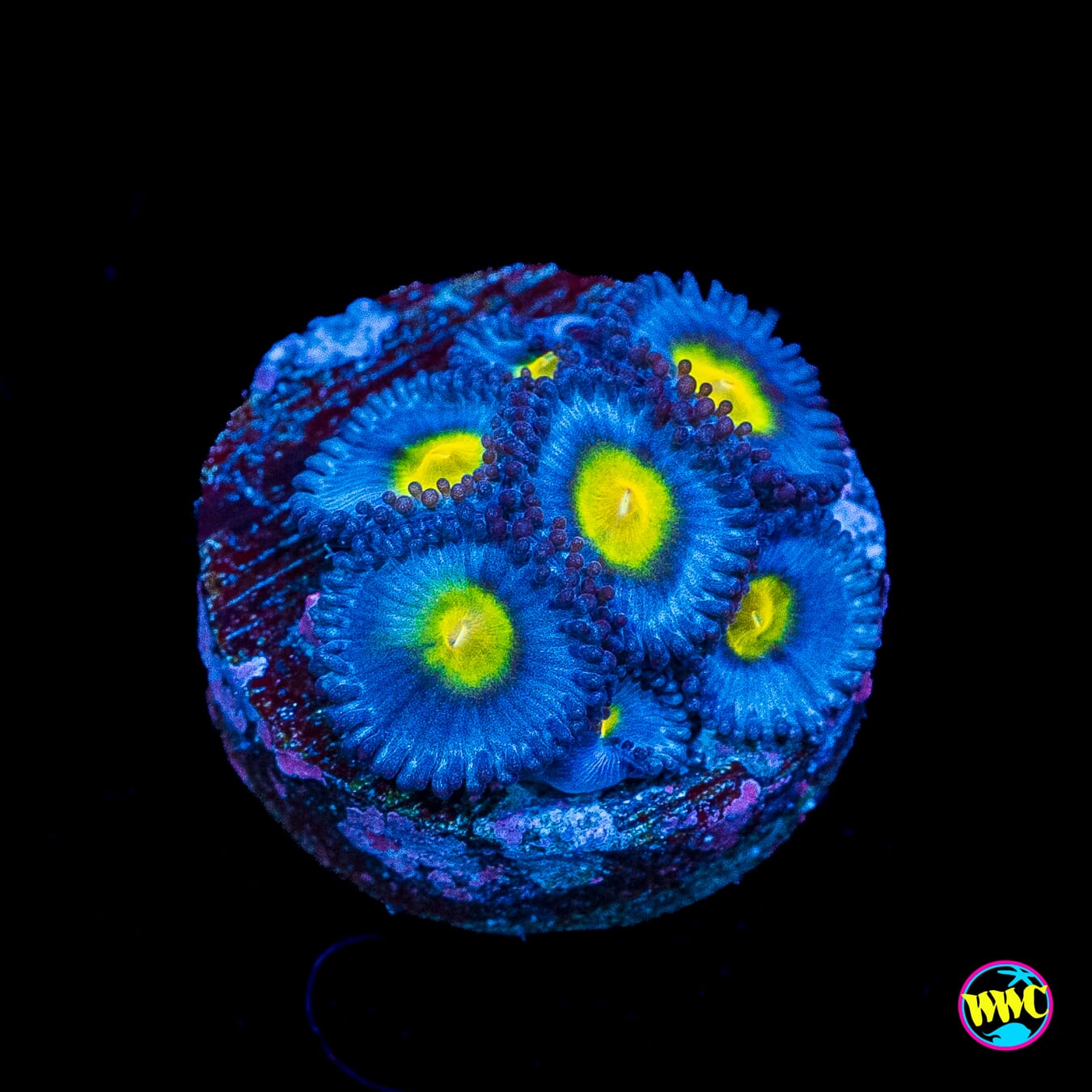 WWC AOI Zoanthids