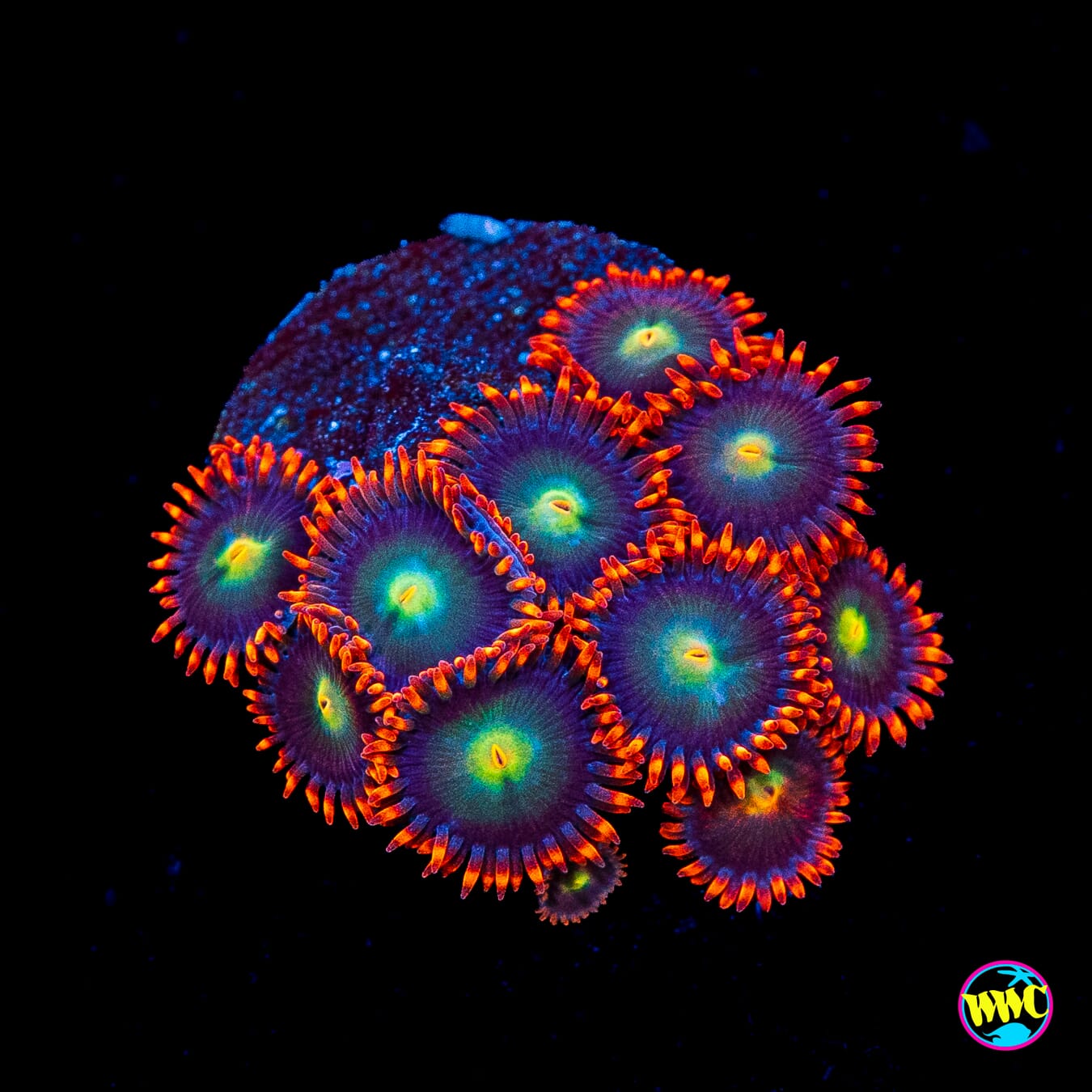 WWC Wildfire Zoanthids