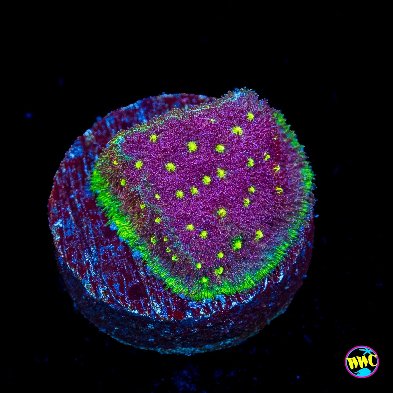 WWC Deep Space Psammocora