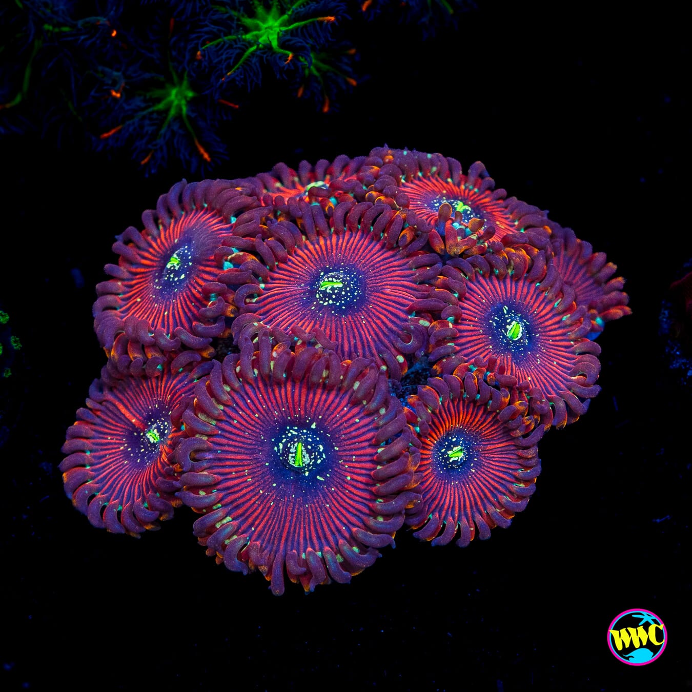 Magician Zoanthids