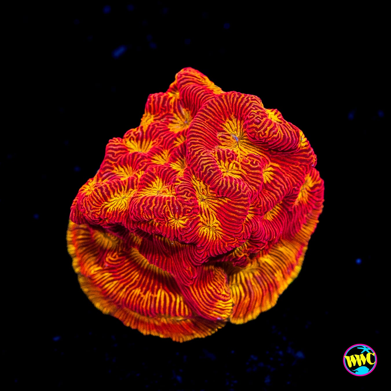 WWC Tan Lady Leptoseris