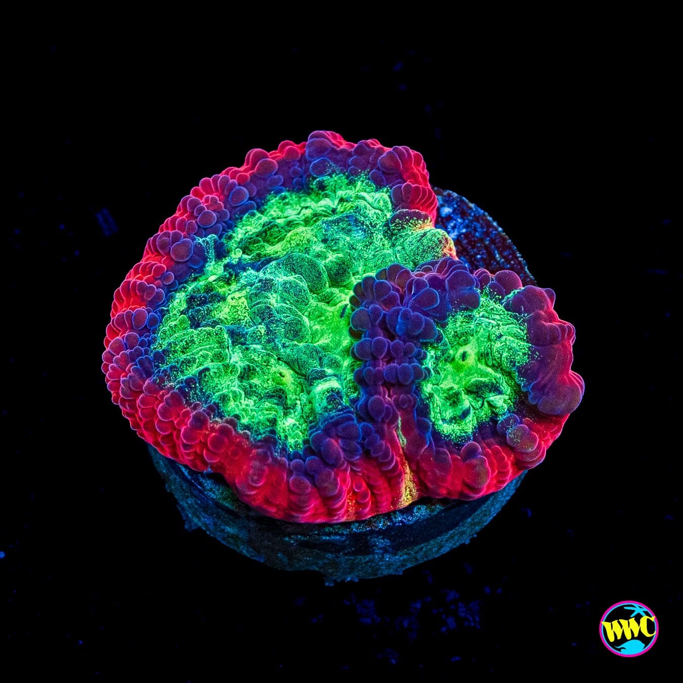 Jason Fox Psycho Rainbow Rim Favia