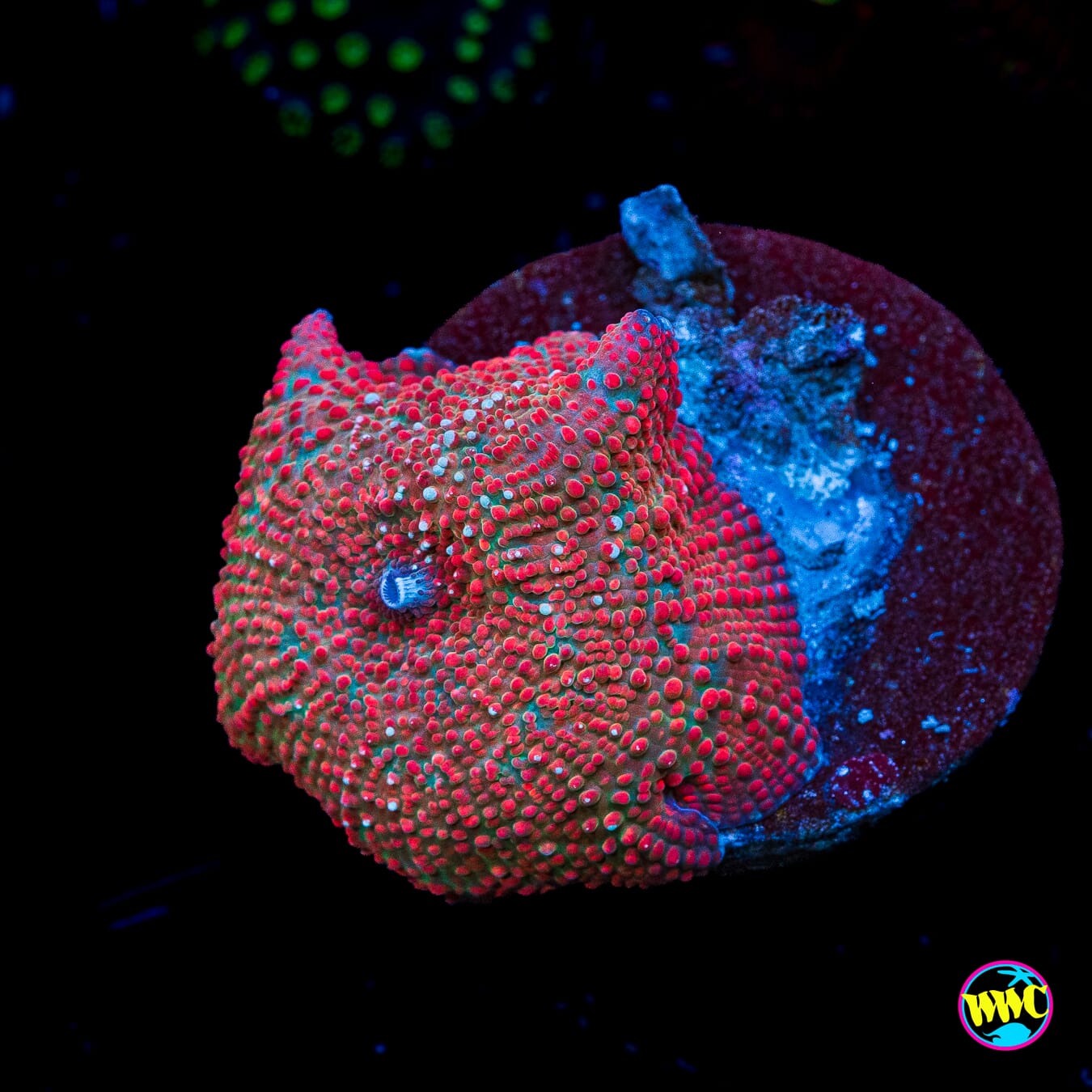 Red Interstellar Disco Mushroom