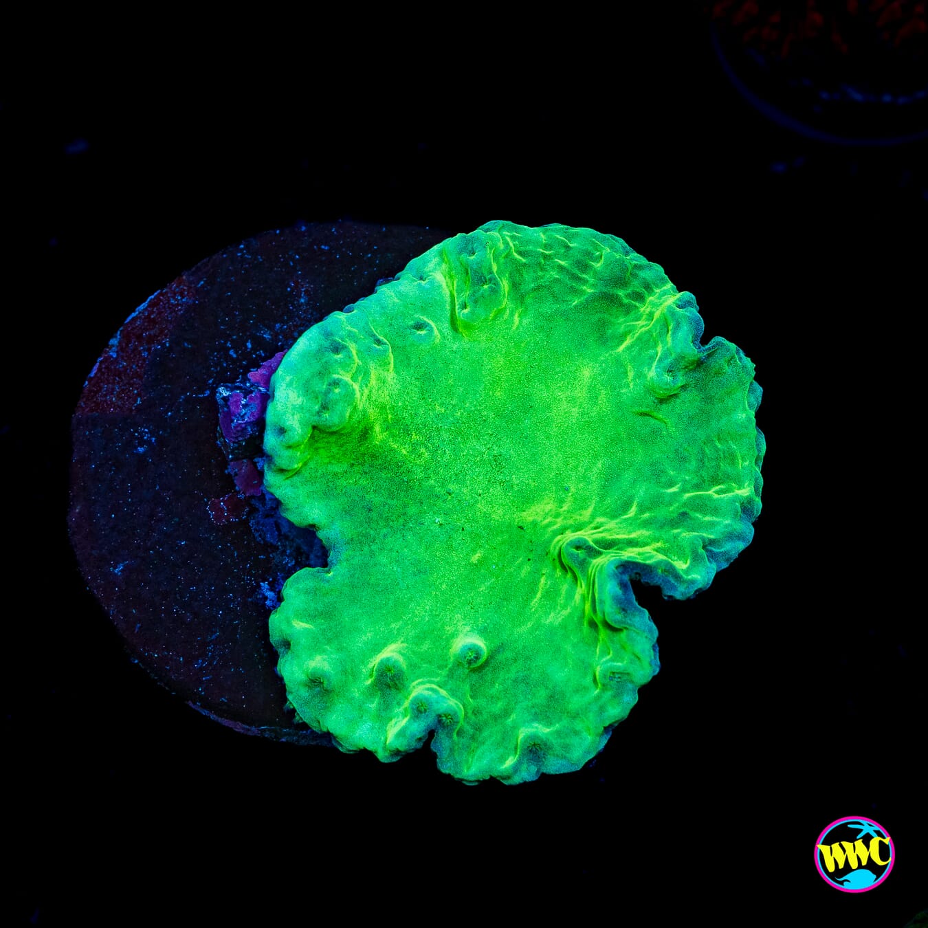 WWC Neon Cabbage Leather