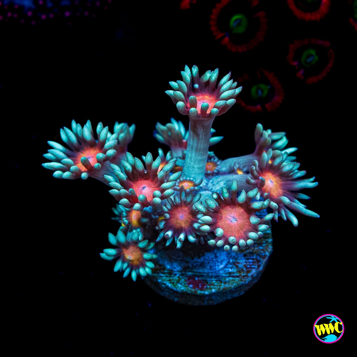 North Star Goniopora