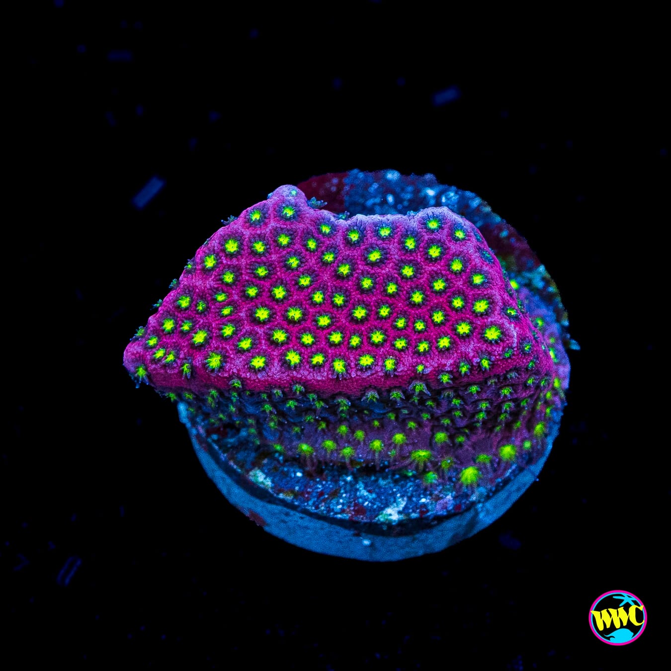 WWC Electric Daisy Stylocoeniella