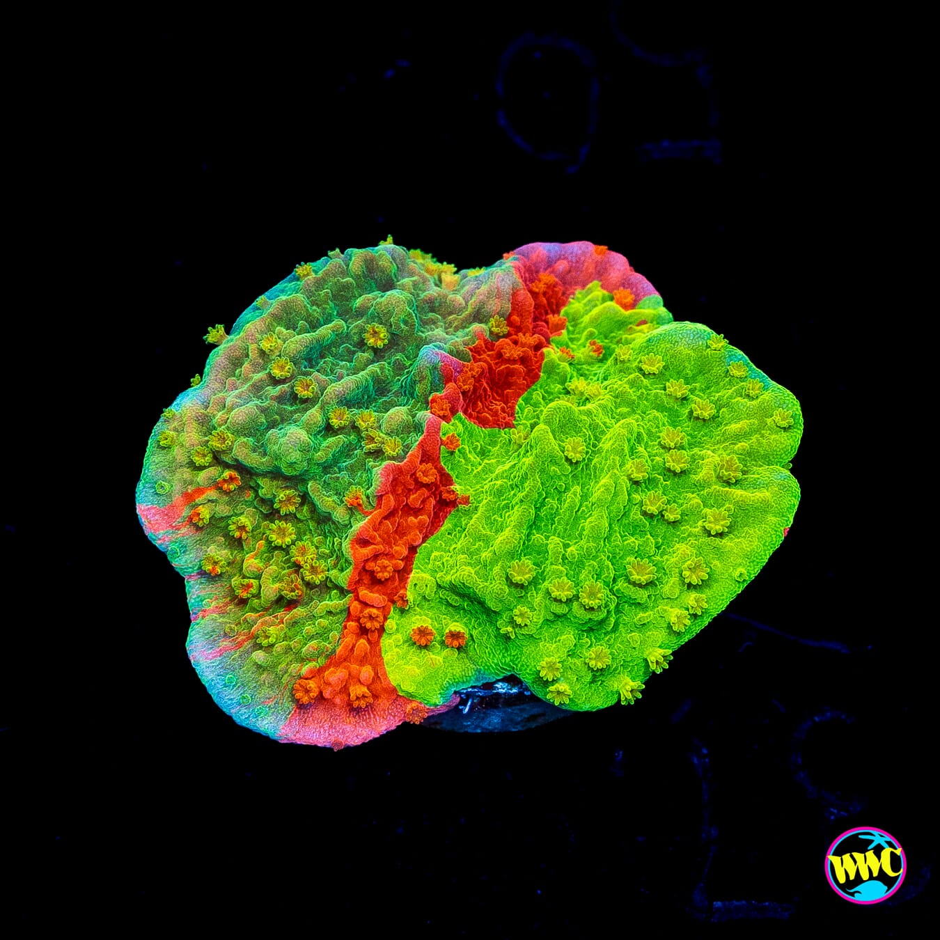 WWC Triple Threat Grafted Montipora