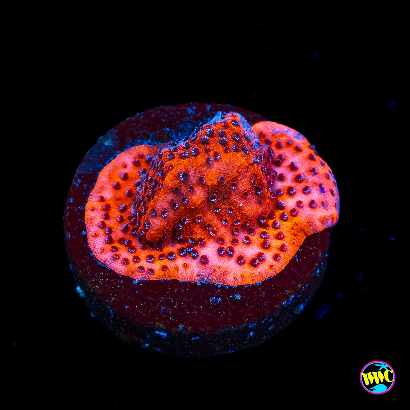 WWC Mystic Sunset Montipora