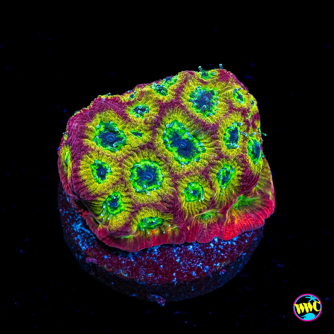 Jason Fox Sector 001 Favites