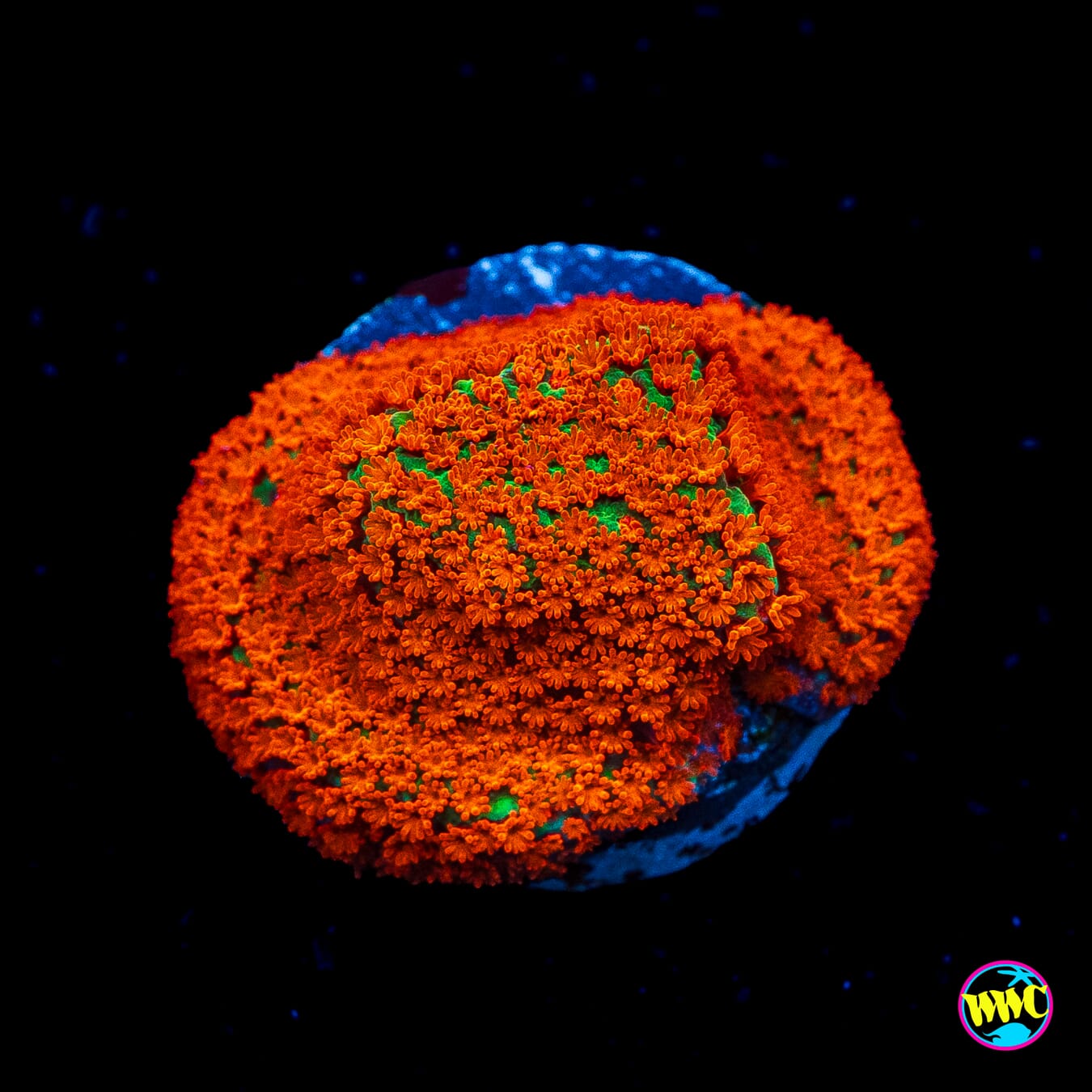 Reverse Sunset Montipora