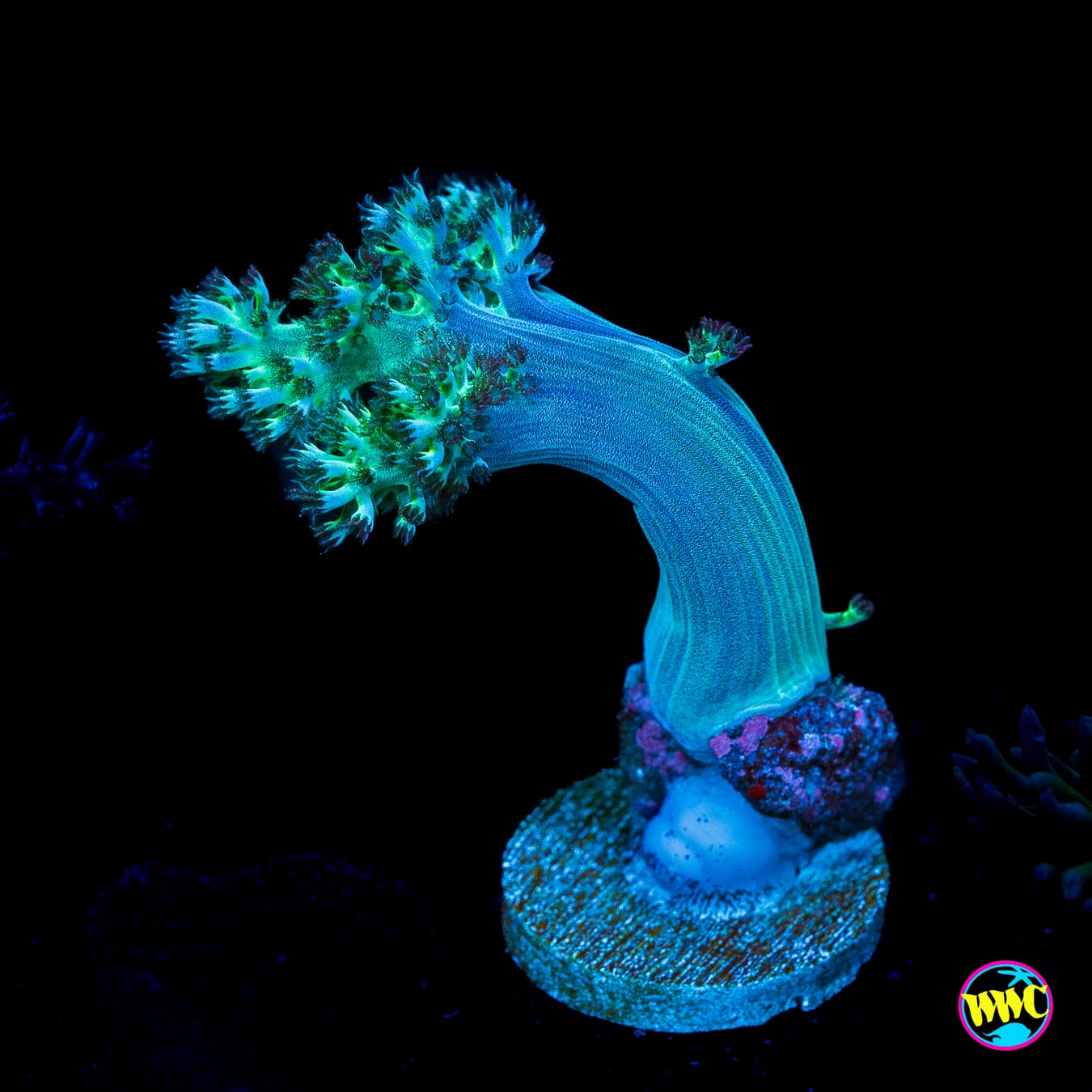 WWC Solomon Hairy Leather