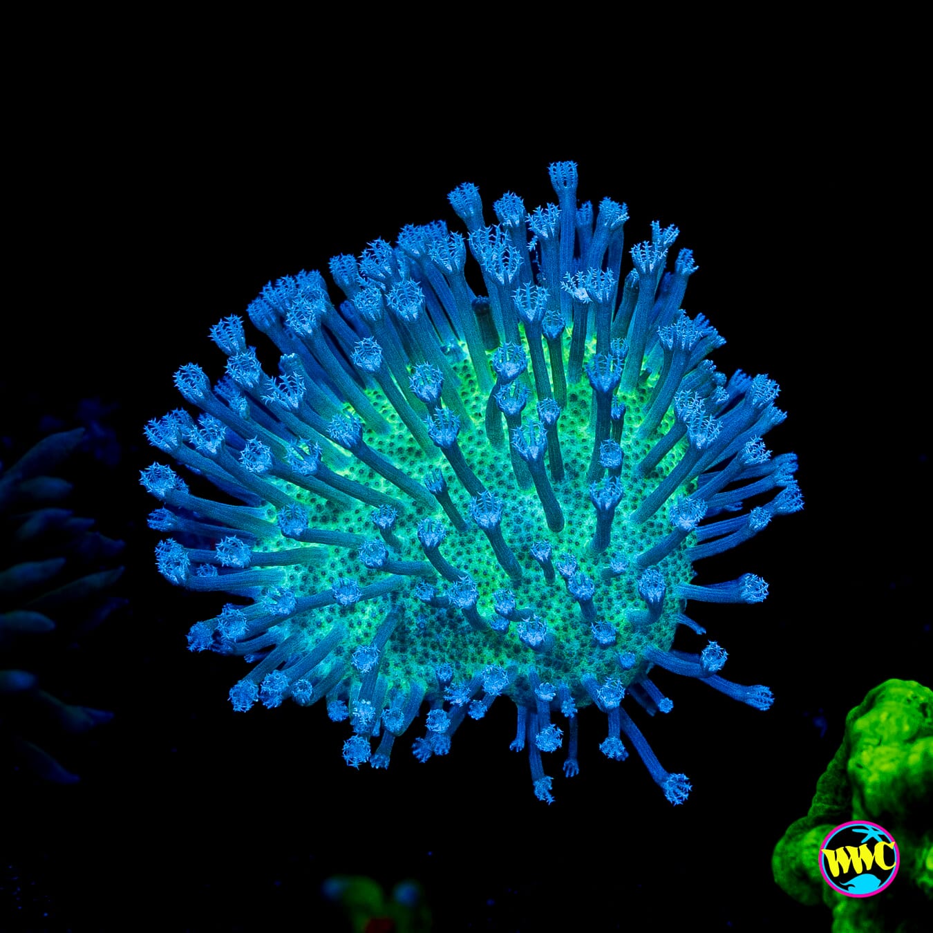 WWC Silver Polyp Toadstool Leather