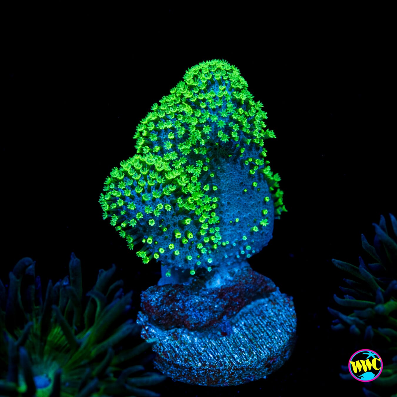 WWC Neon Toadstool Leather