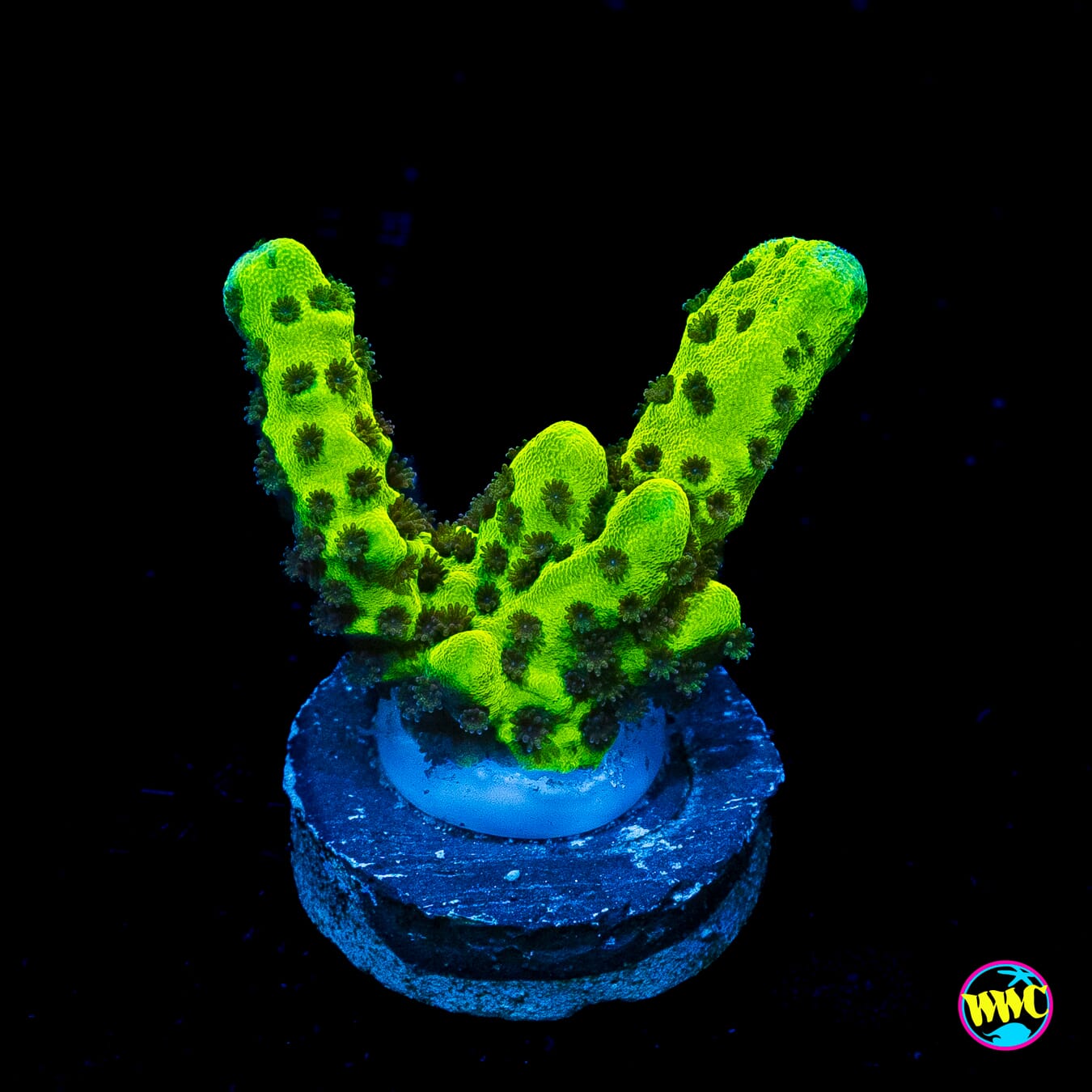WWC Slimeball Spongodes Montipora