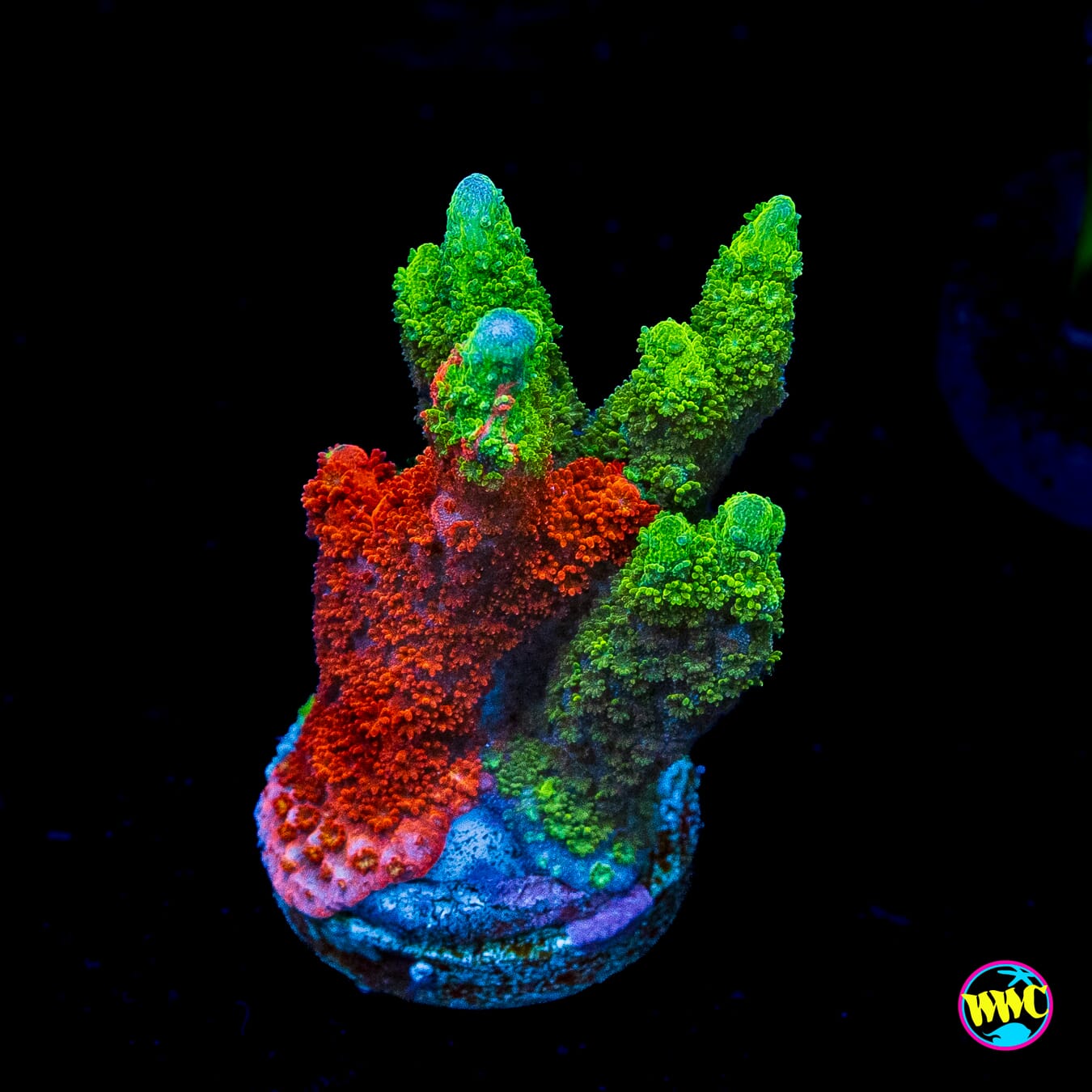 WWC Contraband Grafted Digitata Montipora