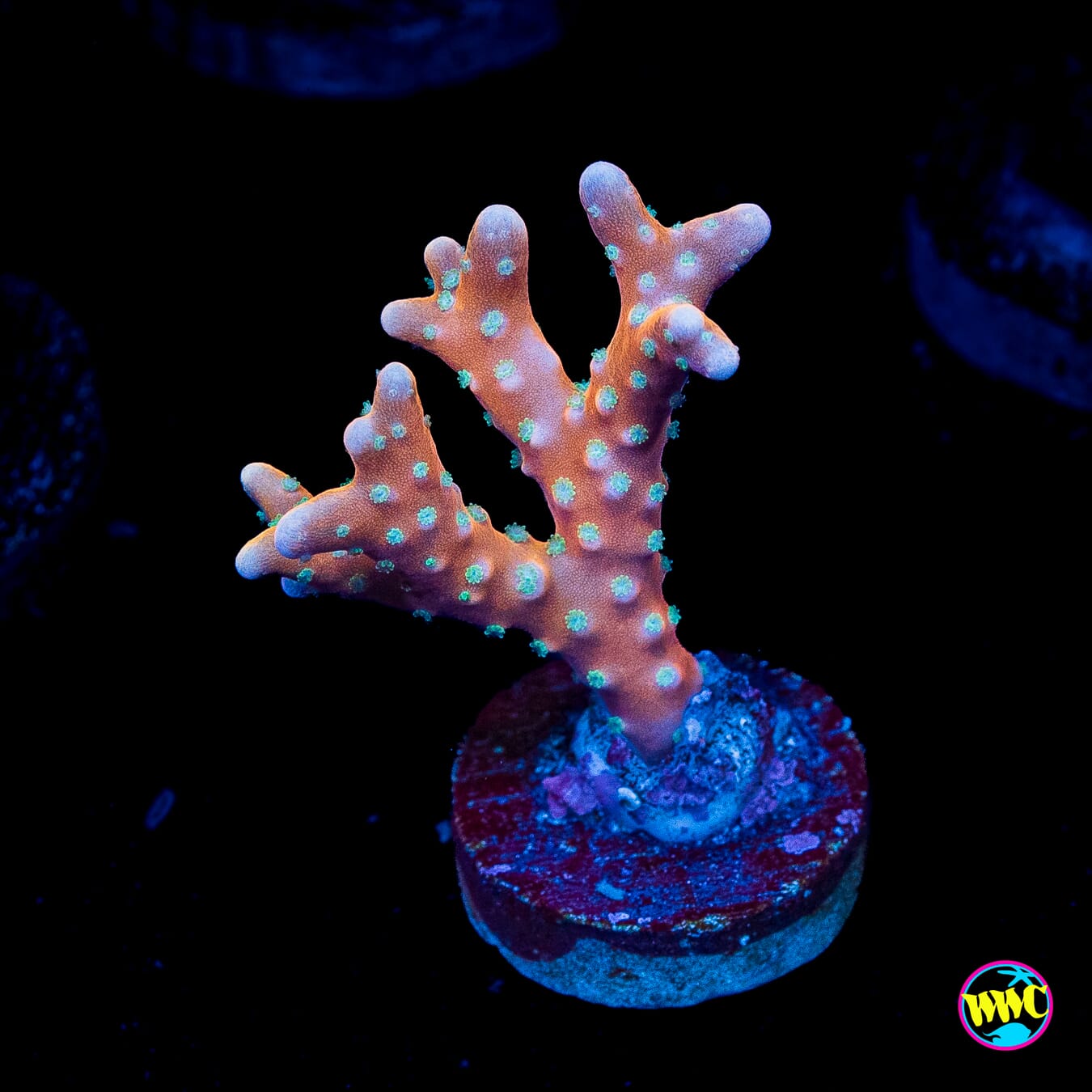 RR Tropicana Anacropora
