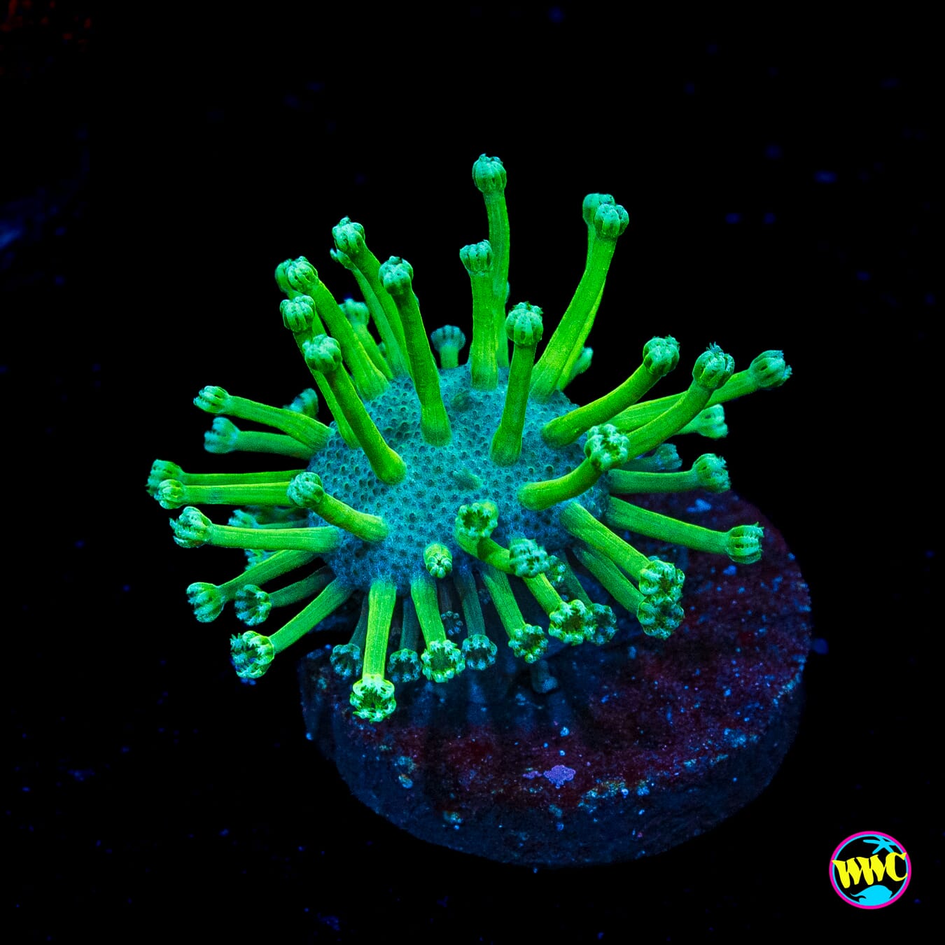 WWC Neon Long Polyp Toadstool Leather