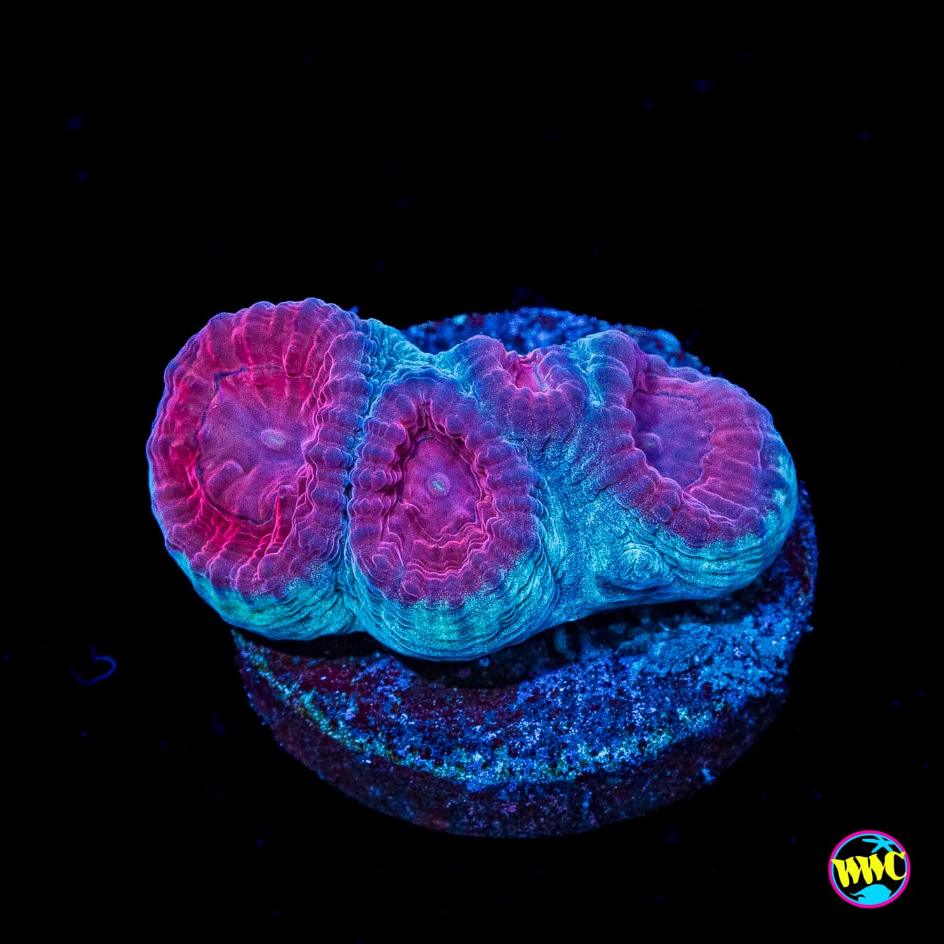 WWC Blood Raven Favia