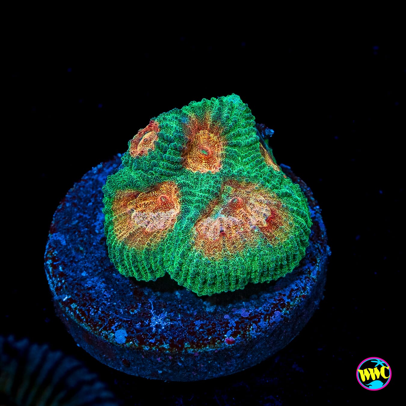 WWC Honey Pot Favia