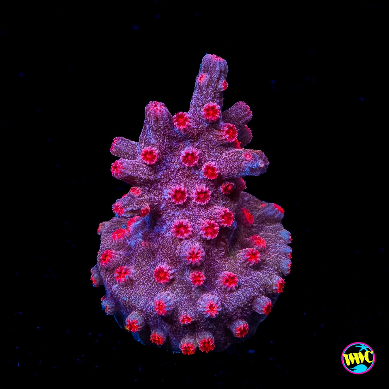 WWC Strawberry Branching Cyphastrea