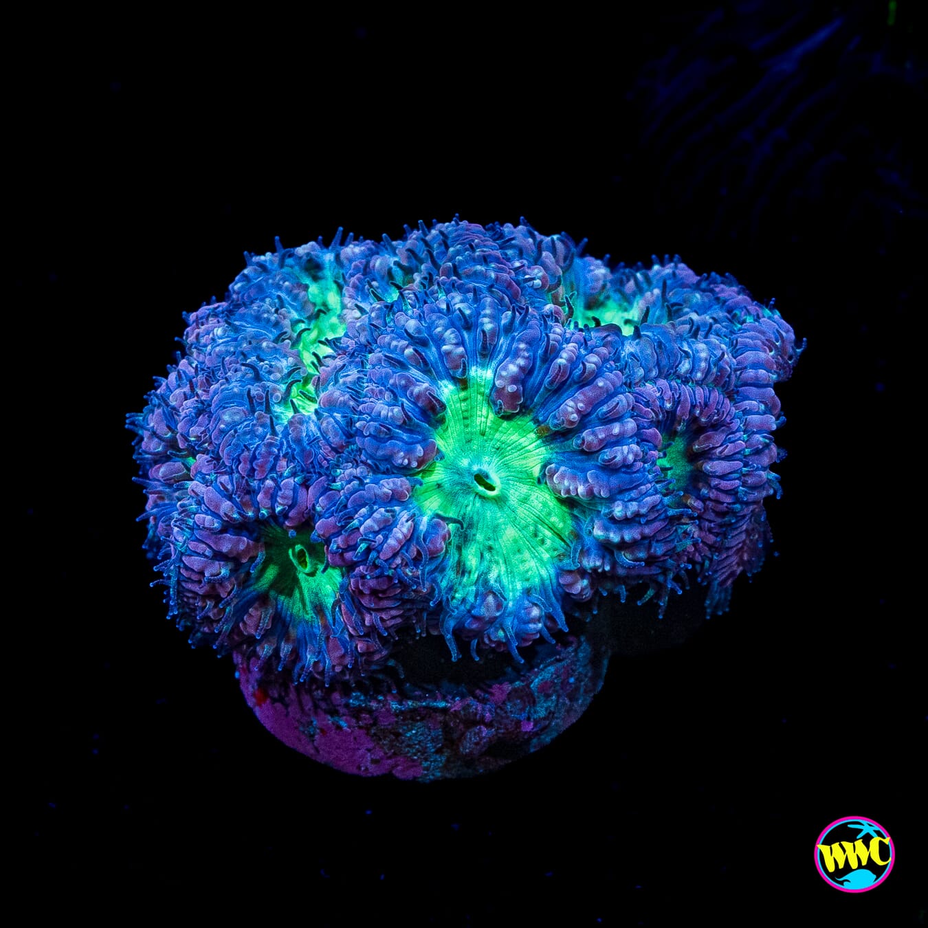 Phantasm Blastomussa