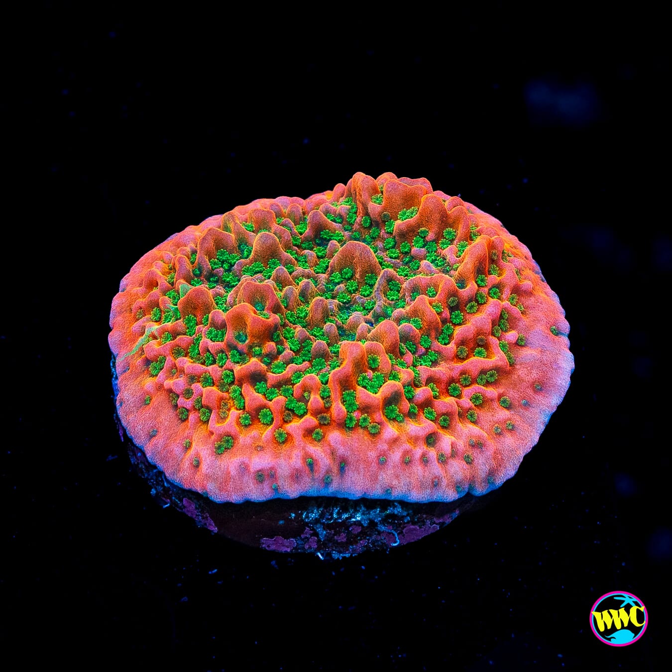Sunset Imposter Montipora