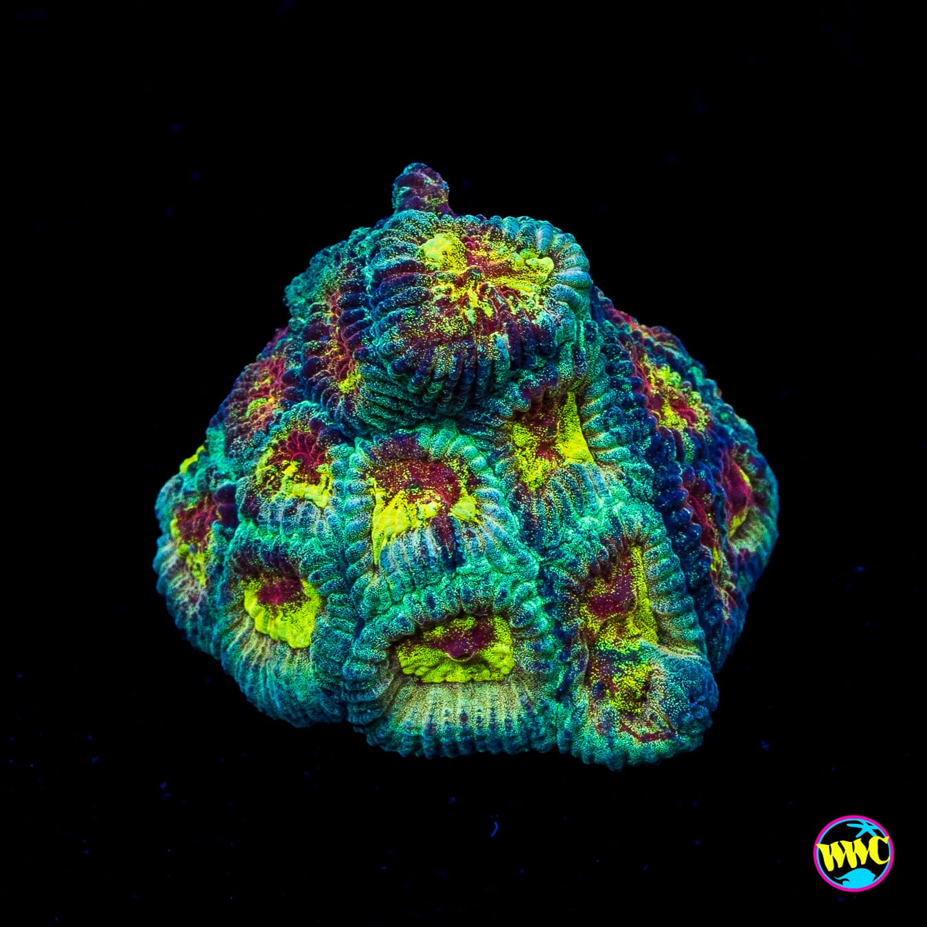 WWC Diversity Favia