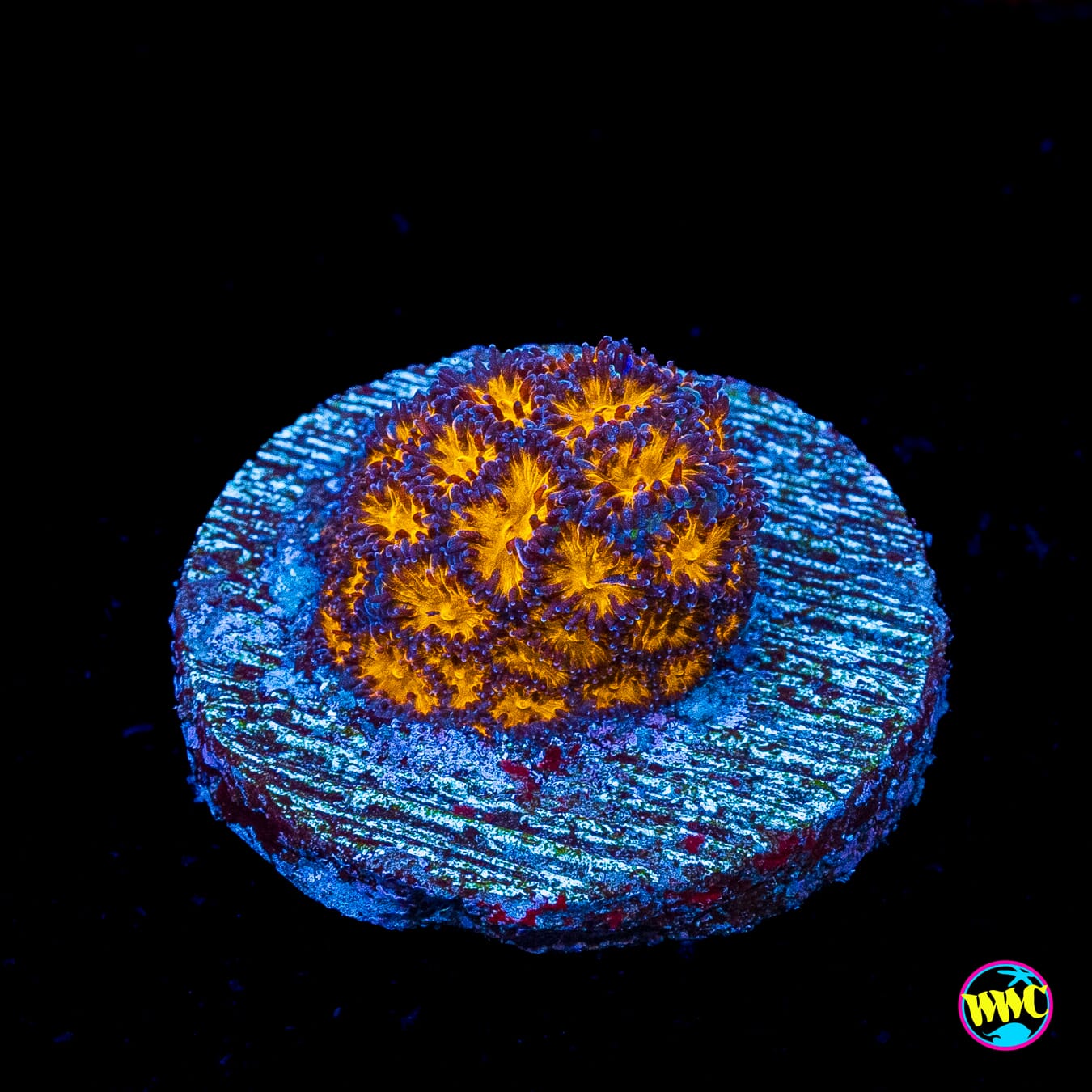 WWC Honeycomb Leptastrea