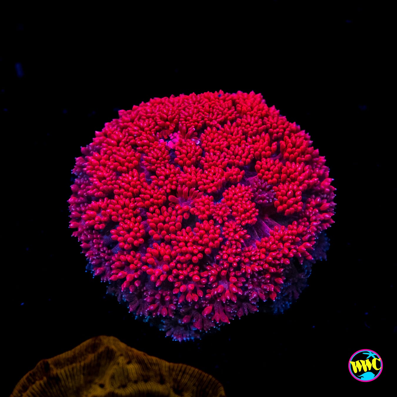 WWC Fire Blast Micro Goniopora