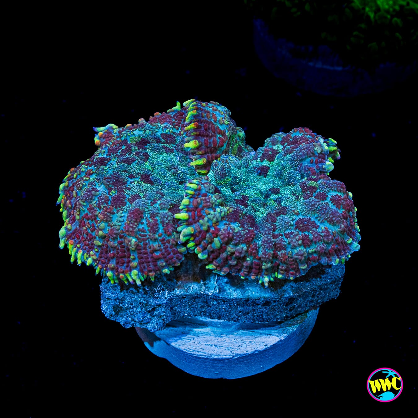 Arctic Rhodactis Mushroom